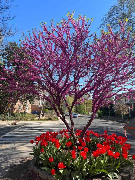 Glover Park/Georgetown Oasis With Parking Apartment Washington Luaran gambar